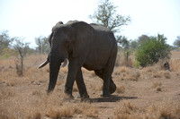 bull African Elephant