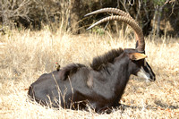 Sable Antelope, ad. male