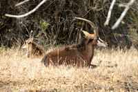 Sable Antelopes, female and young