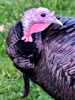 Wild Turkey - Shenandoah NP
