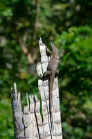 Spiny Iguana