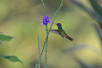 Blue-throated Goldentail