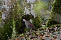 White-throated Quail-dove