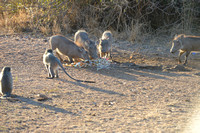 warthogs and monkeys
