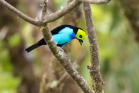 Paradise Tanager (Tangara chilensis), Reserva Wayra, Ecuador, Dec2022