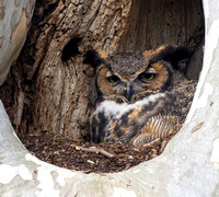 Great-horned Owl (Bubo virginianus), Mt. Joy, PA, USA