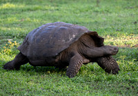 Galapagos Giant Tortoise (Chelonoidis niger), Santa Cruz, Gal. Is., Ecuador, Nov2022