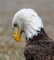Bald Eagle with roadkill - Talbot Co. MD - USA Feb2016