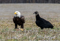 w/ black Vulture