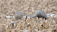 Sandhill Cranes (Grus canadensis) Lucketts VA USA Feb2016