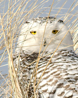 USA - New York - Long Island Beaches - Snowy Owls - Jan 2014