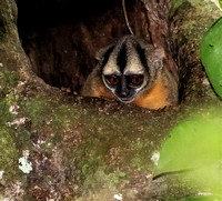 Spix's Night Monkey (Aotus vociferans),  Oct2015, Rio Tahuayo,  Amazonia, Peru