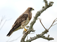Swainson's Hawk (Buteo swainsoni), Anahuac NWR, TX, USA, April2023