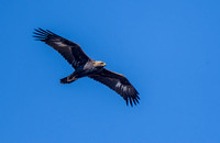 Golden Eagle (Aqila chrysaetos), Waggoners Gap Hawkwatch, Carlisle, PA, USA