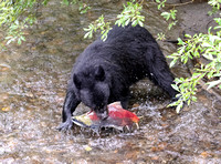 Black Bear (Ursus americanus) hunting salmon, Tongass NF, Alaska, Aug2023