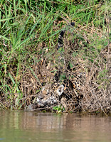 Jaguar, camouflage, Pantanal, Brazil, Jun2018