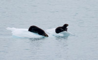 Sea Otters (Enhydra lutris), Glacier Bay, Alaska, Aug2023