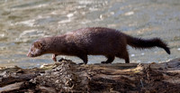 American Mink (Neogale vison), Banshee Reeks Nature Preserve, VA, USA, Feb2024
