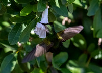 Antillean Crested Hummingbird (Orthorhyncus cristatus), Puerto Rico, Dec2023