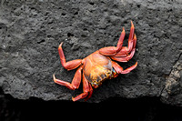 Sally Lightfoot (Red Rock) Crab (Grapsus grapsus), Galapagos, Dec 2023