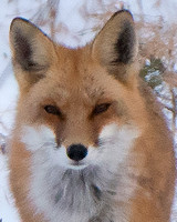 USA - Virginia - Fairfax Co - Mason Neck - fox, woodpecker - 25Jan2014