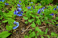 Virginia Bluebells (Mertensia virginica) Apr2020, Cool Spring, Shenandoah R., VA, USA