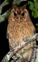 Jamaican Owl (Pseudoscops grammicus) endemic, Blue Mtns, Jamaica, Feb2019