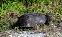 Gopher Tortoise (Gopherus polyphemus), Feb2020, Canaveral NS, Florida, USA