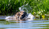 Swimming Jaguars (Panthera onca), Jun2018, Pantanal, Brazil
