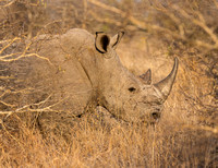 White Rhinoceros (Ceratotherium simum), Aug2012, Kruger NP, South Africa