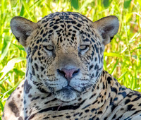 Jaguar Portraits, Jun2018, Pantanal, Brazil
