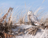 Snowy Owl, Jones Beach