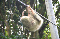 Two-toed Sloth (on utility line)