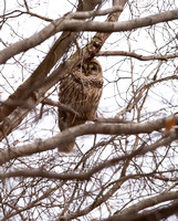 Barred Owls - Arlington VA - Feb2015