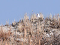 Snowy Owl, male
