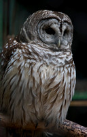 Barred Owl (captive)