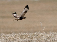 Rough-legged Hawks - Frederick Co.MD - Mar2015