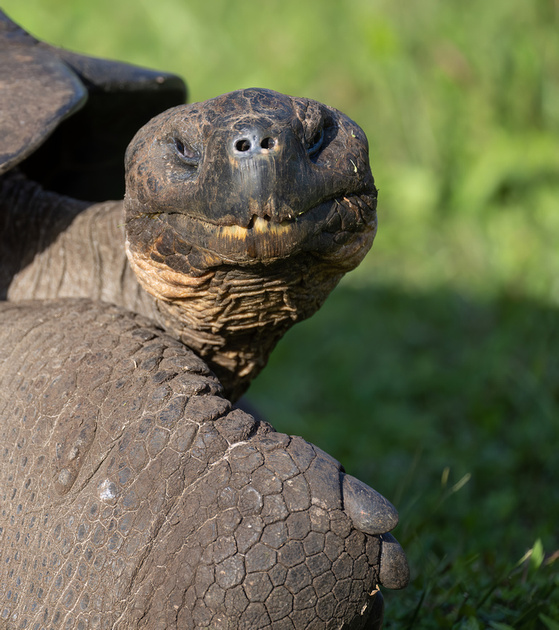 Leon Nawojchik | Galapagos Giant Tortoise (Chelonoidis niger), Santa ...