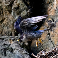 Peregrine Falcon (Falco peregrinus), Pt. of Rocks, MD, USA, May2024