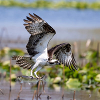 Osprey (Pandion haliaetus), Massapequa Preserve, LI, NY, USA, Apr2024