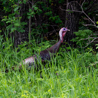 Wild Turkey, Jul2024, Riding Mountain NP, Manitoba, Canada