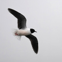 Little Gull (Hydrocoloeus minutus), off Churchill, Manitoba, Canada, Jul2024