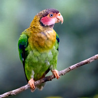 Rose-faced Parrot (Pyrilia pulchra), Ecuador, Sep2024