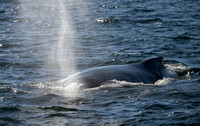 Hump-backed Whale (Megaptera novaeangliae), off Cape Cod, MA, Oct2024